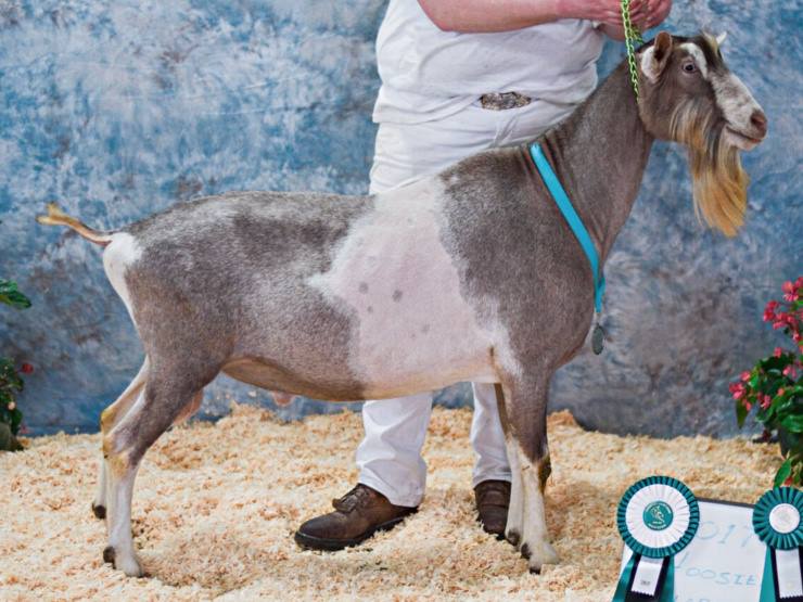 Indiana Dairy Goat... - Indiana Dairy Goat Association