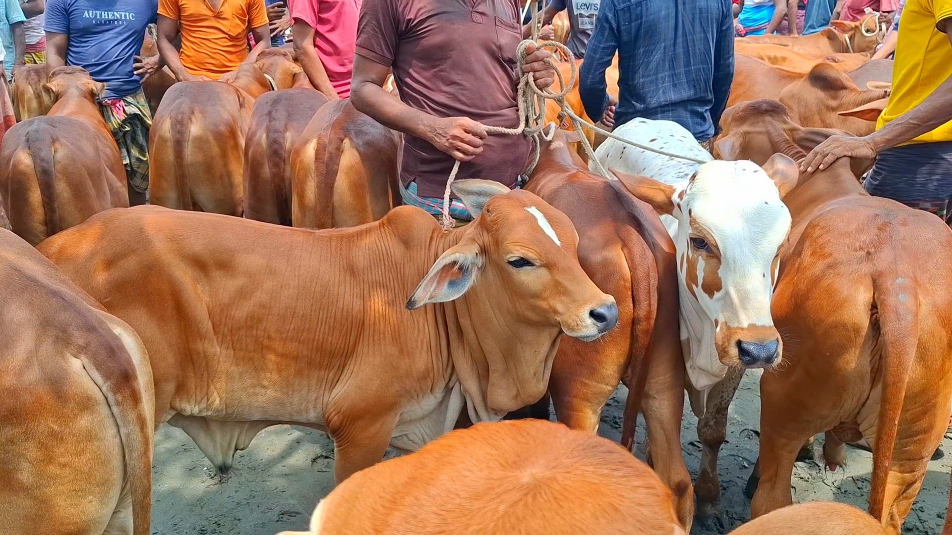 morning food | The Cattle Classic