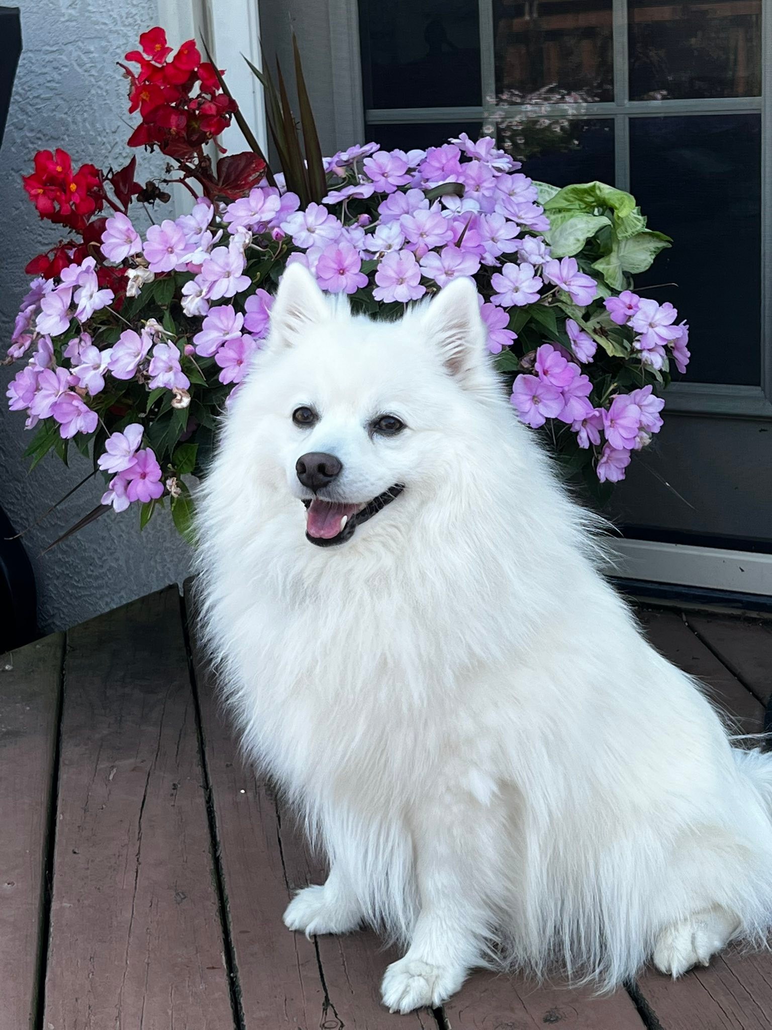 Mika Japanese Spitz | Columbus OH