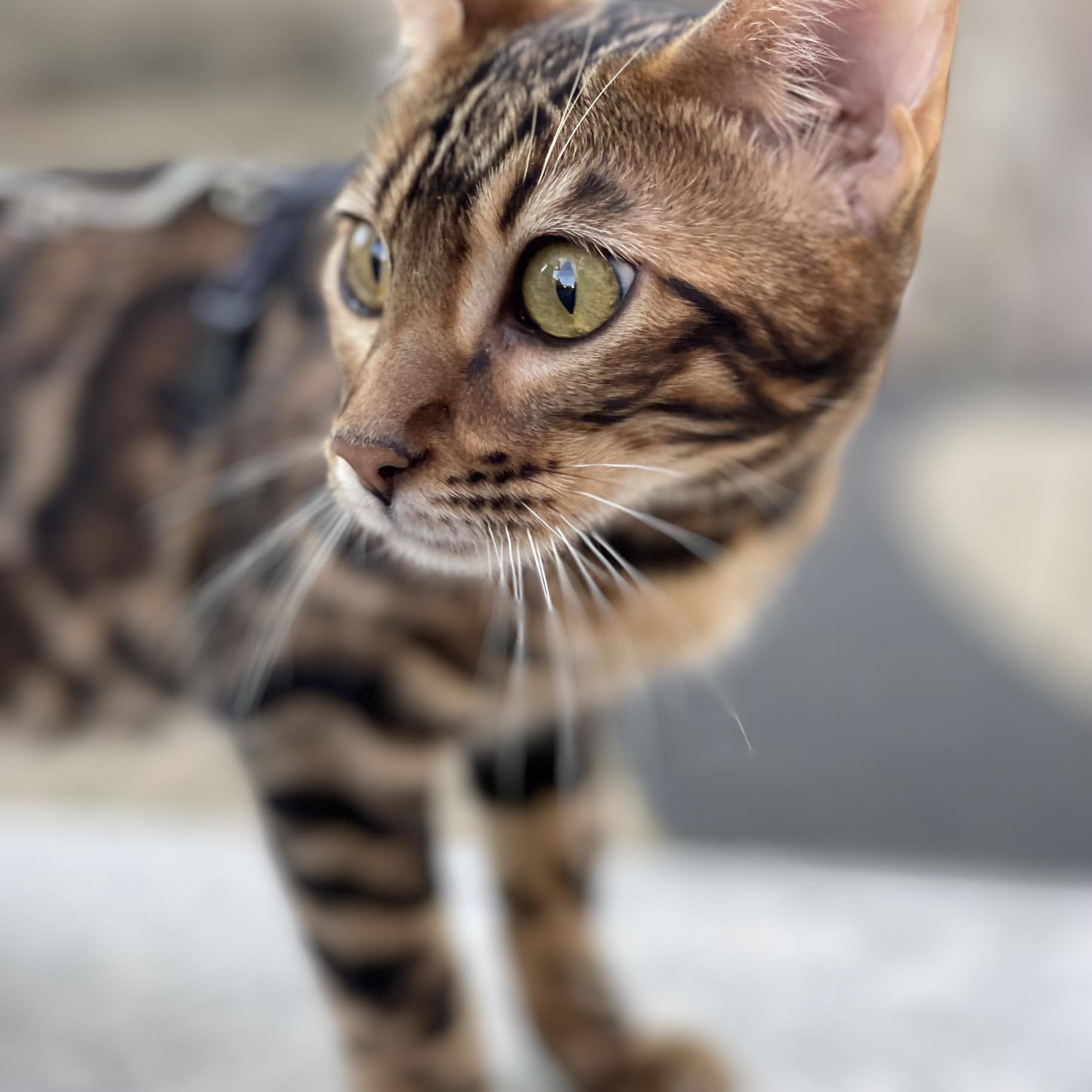 Éjszakai kismacska játék, bengáli módra. 😻 | Dr. Bengáli macska tenyészet