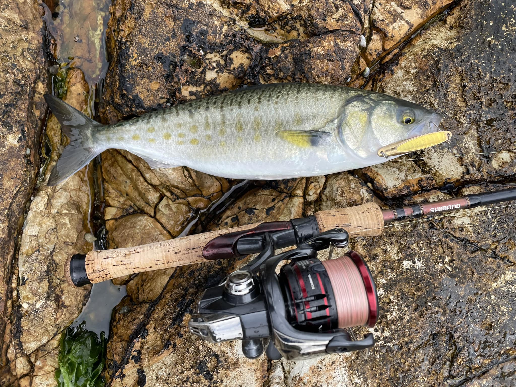 best st croix rod Premier this newest generation of ROD MODELS:CWC-C-902M Fiblink Saltwater Offshore Heavy Musky Baits