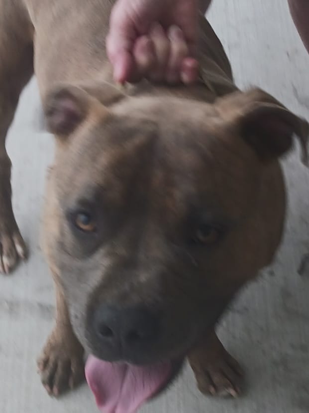 Found male brindle pit bull in Old Hickory Hills