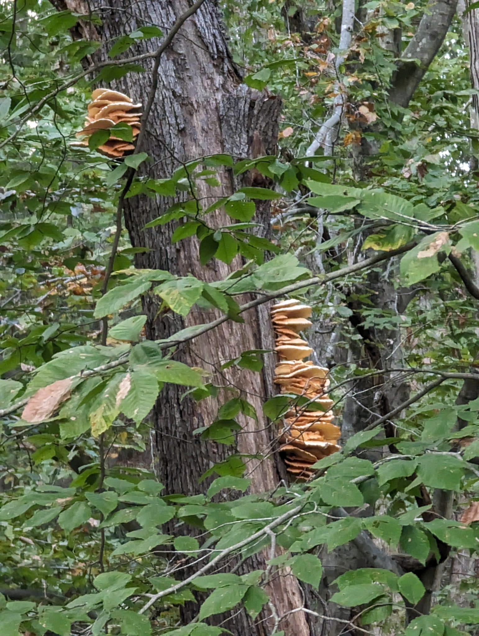 FUNGUS 完売間近！！ Fungus growing on a tree in a ravine