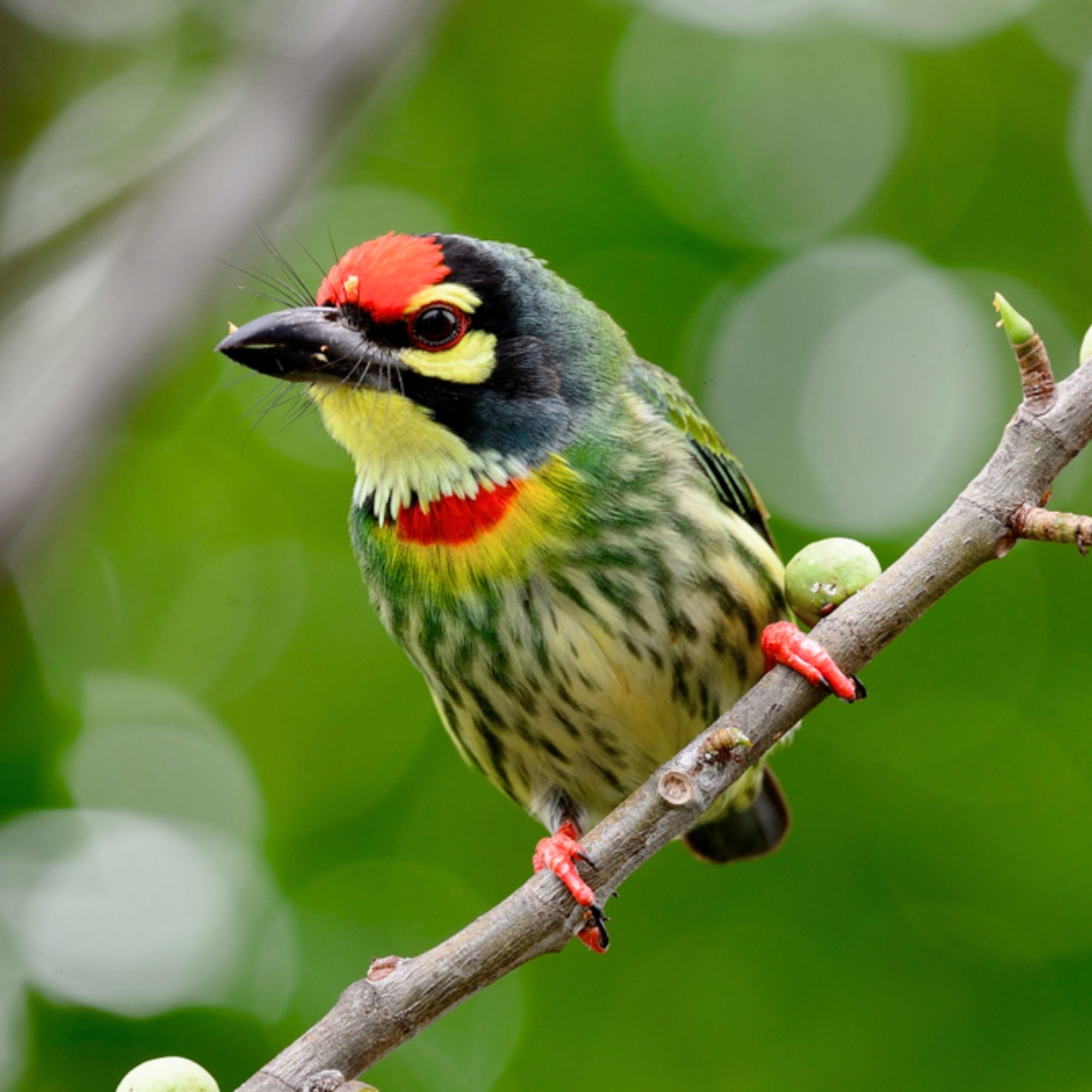 Beautifuloversland - The Coppersmith Barbet (Psilopogon haemacephalus ...