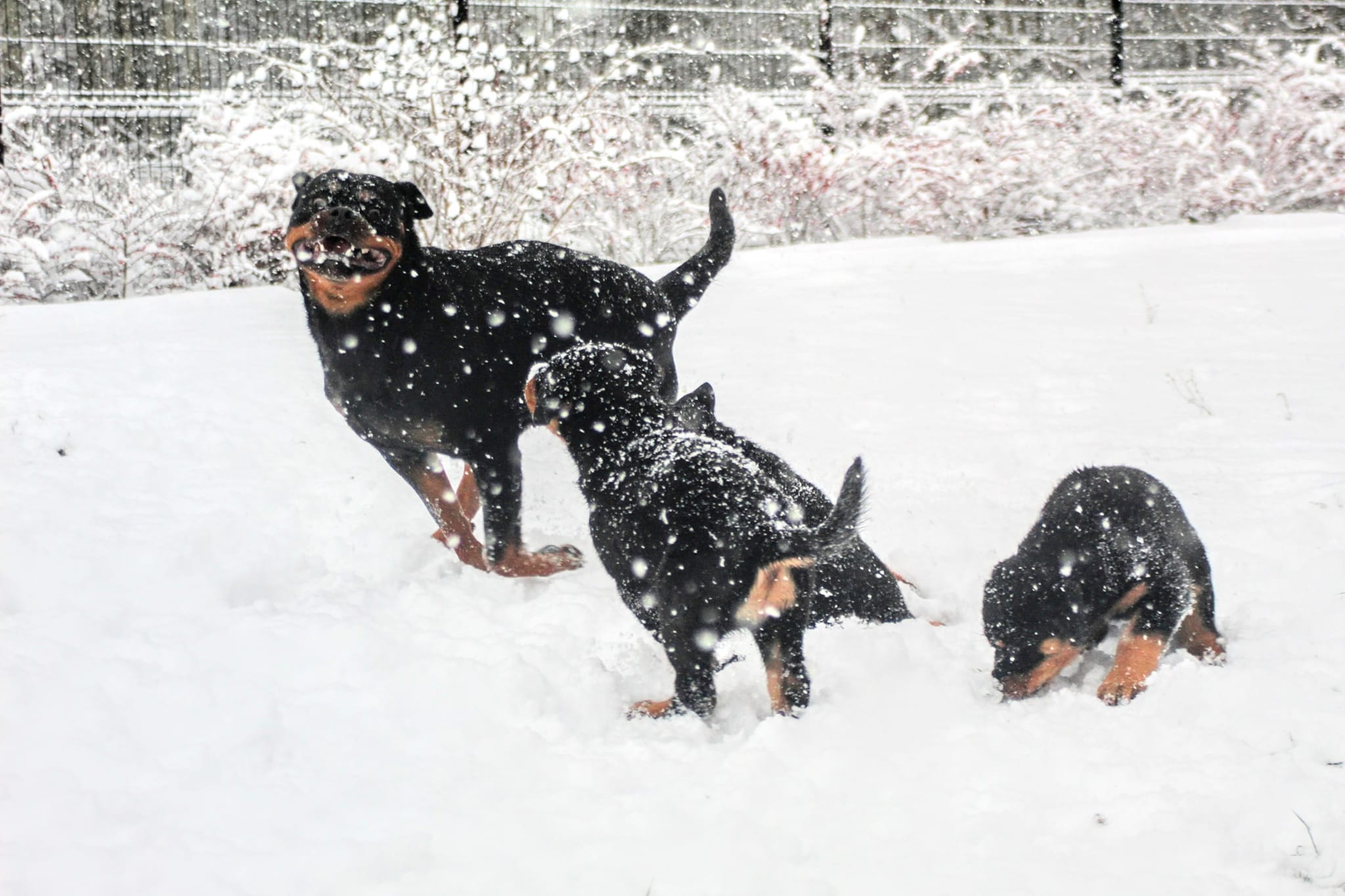 Strażnik Lasu -... - Strażnik Lasu - Rottweiler Kennel