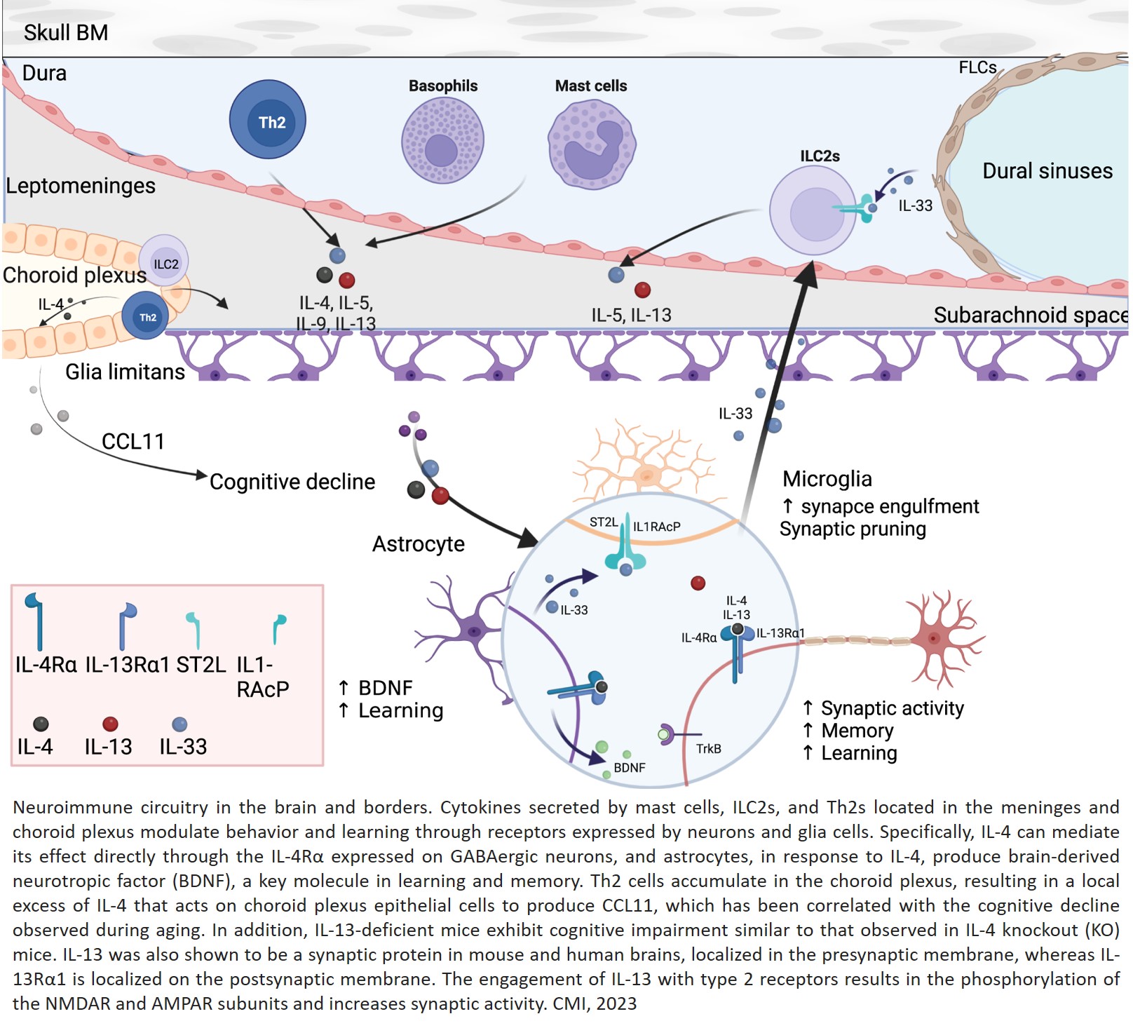 Science - Type 2 immunity in the brain and brain borders Central ...