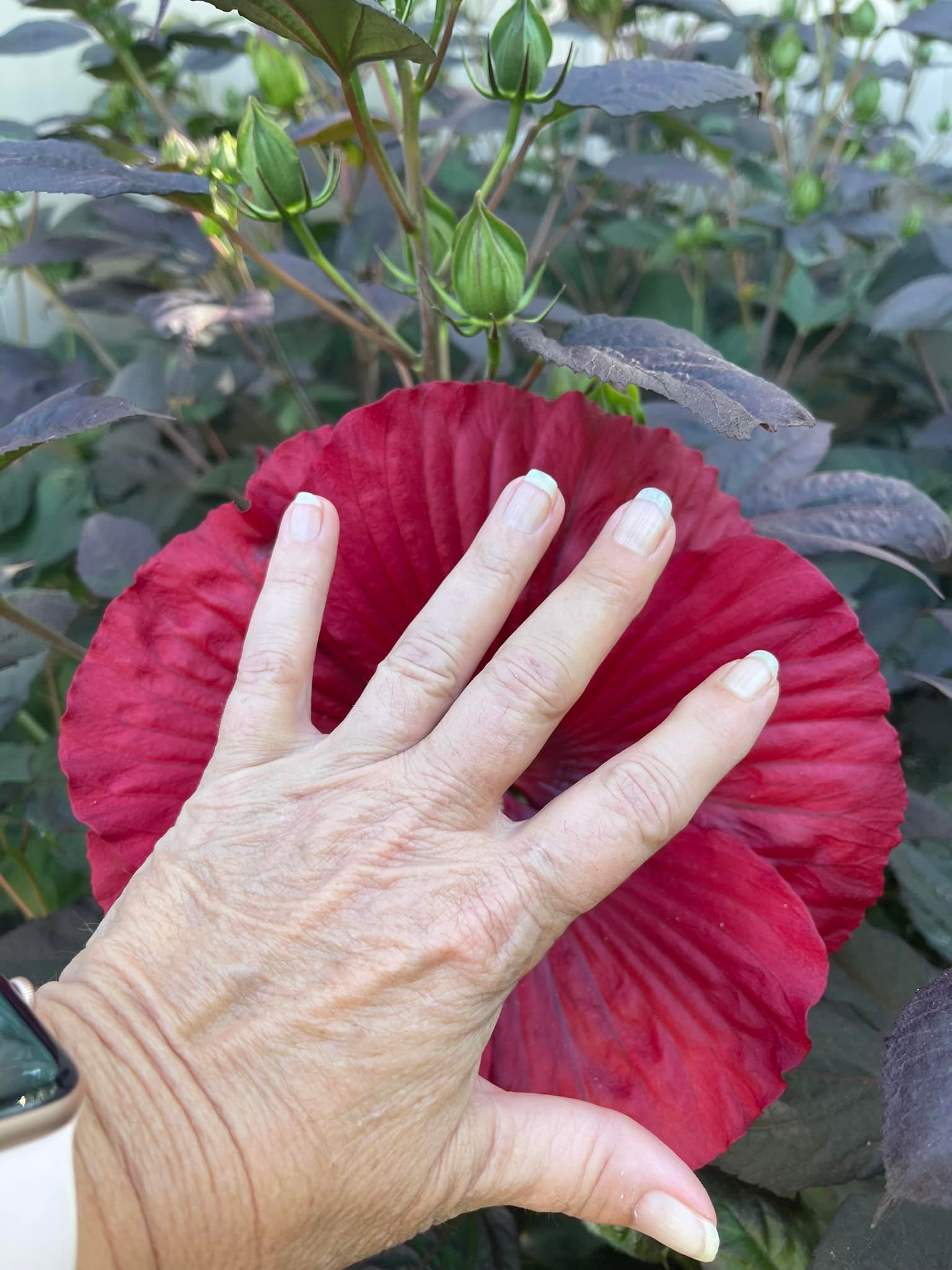 Love the hibiscus! 5 ft tall!
