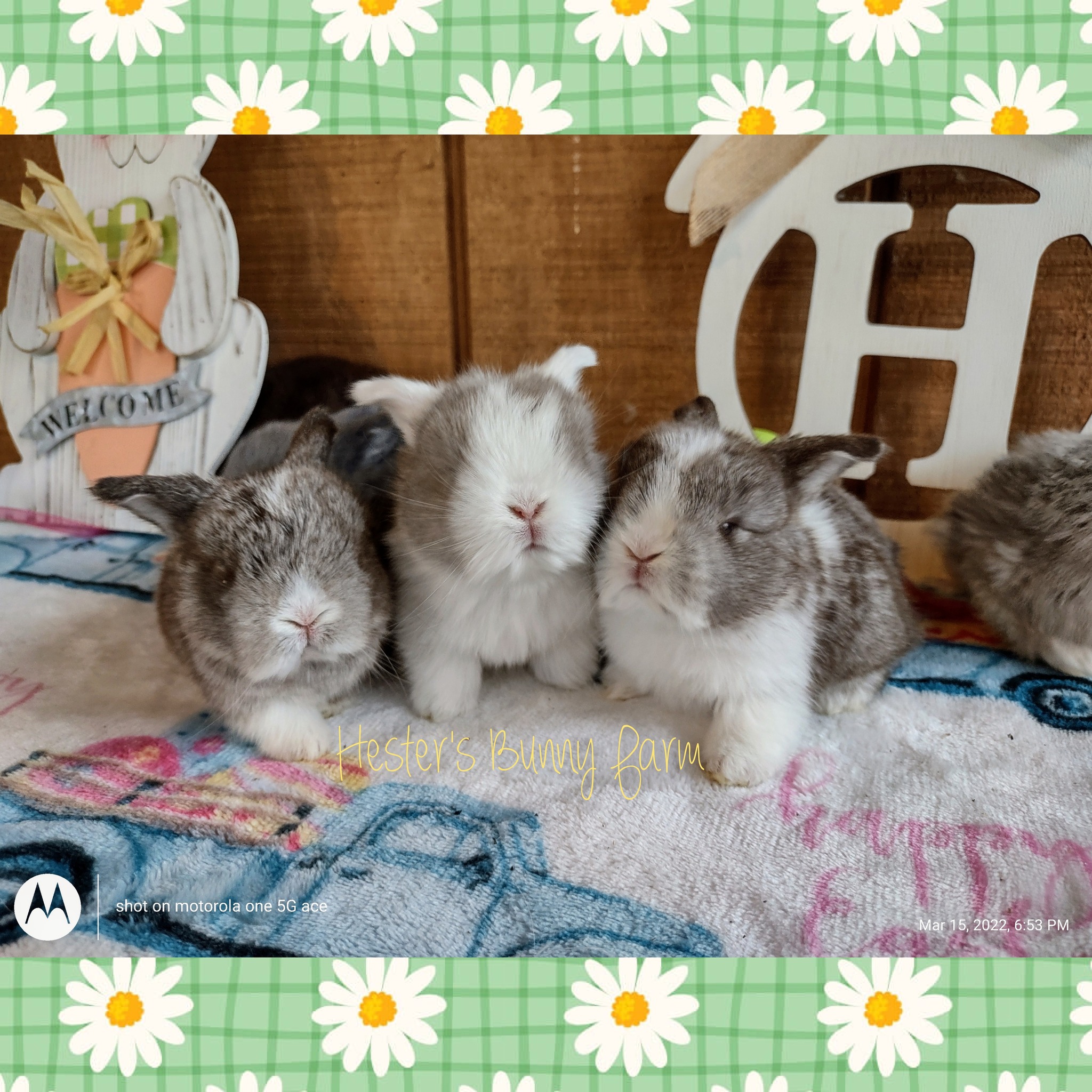HBF'S Rabbitry