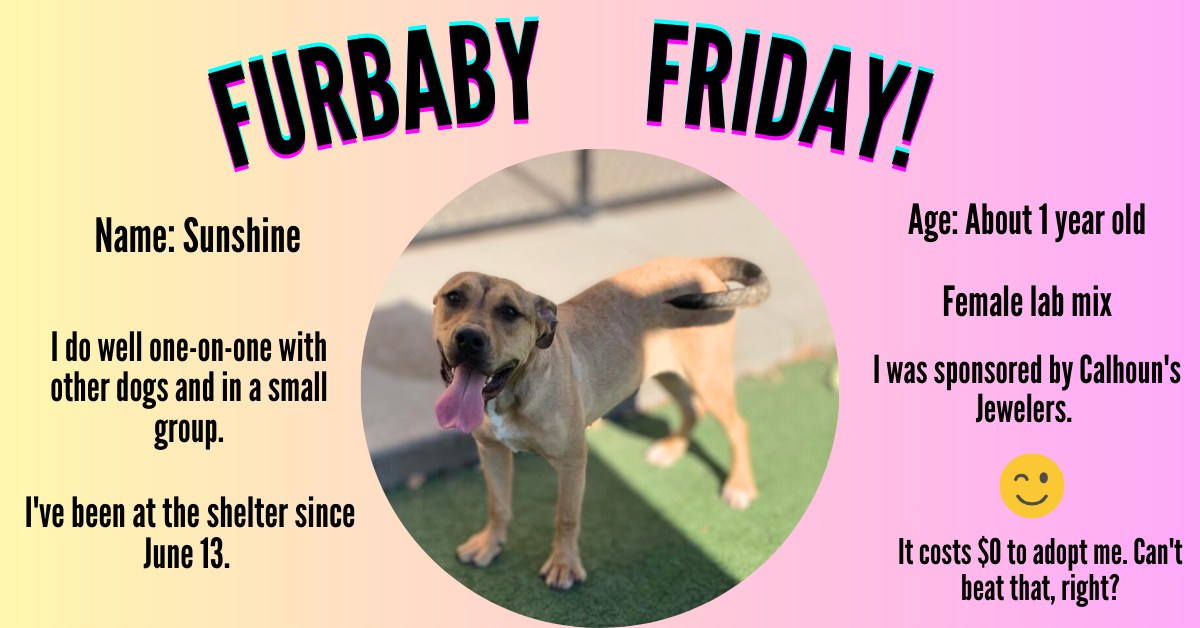 WIBW - It's Furbaby Friday! Meet Sunshine. Sunshine is a one-year-old ...