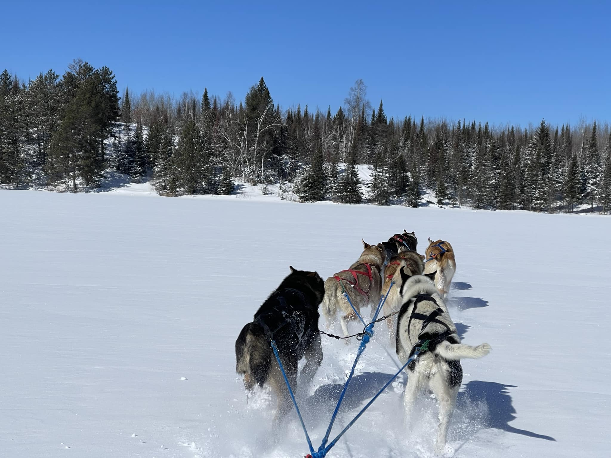 The best views are when... - White Wolf Dog Sled Trips