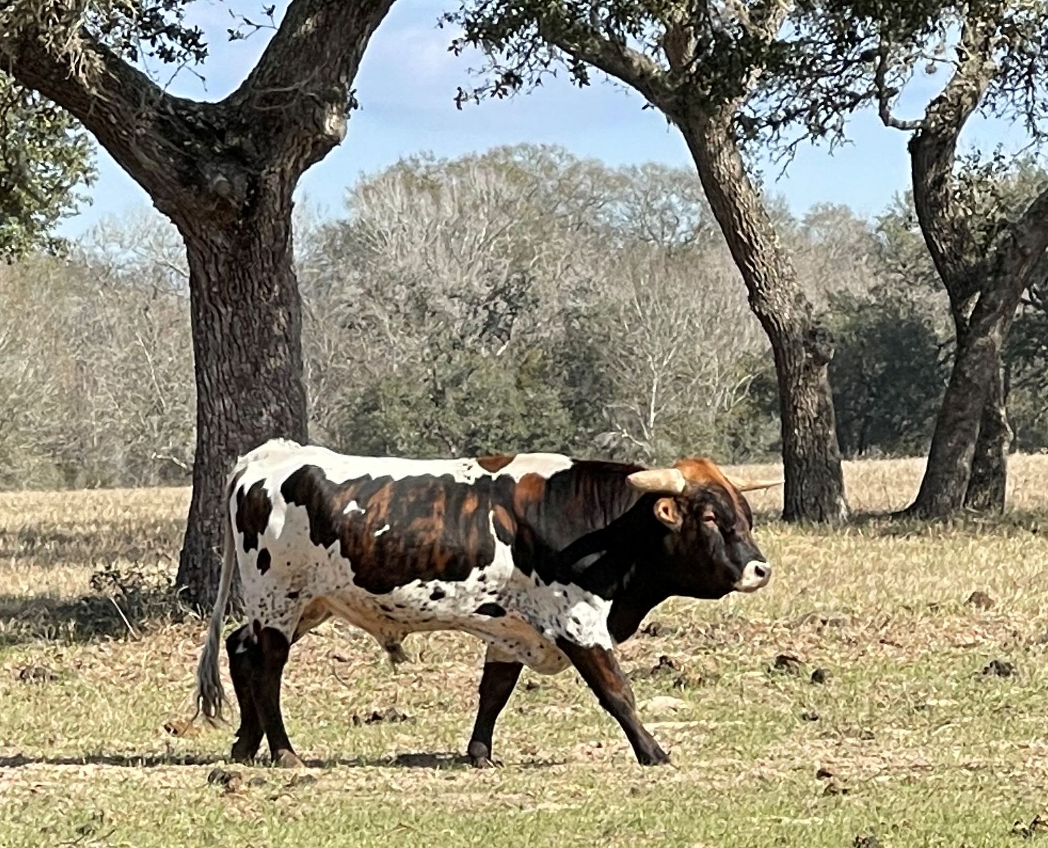 Ross Ranch Longhorns