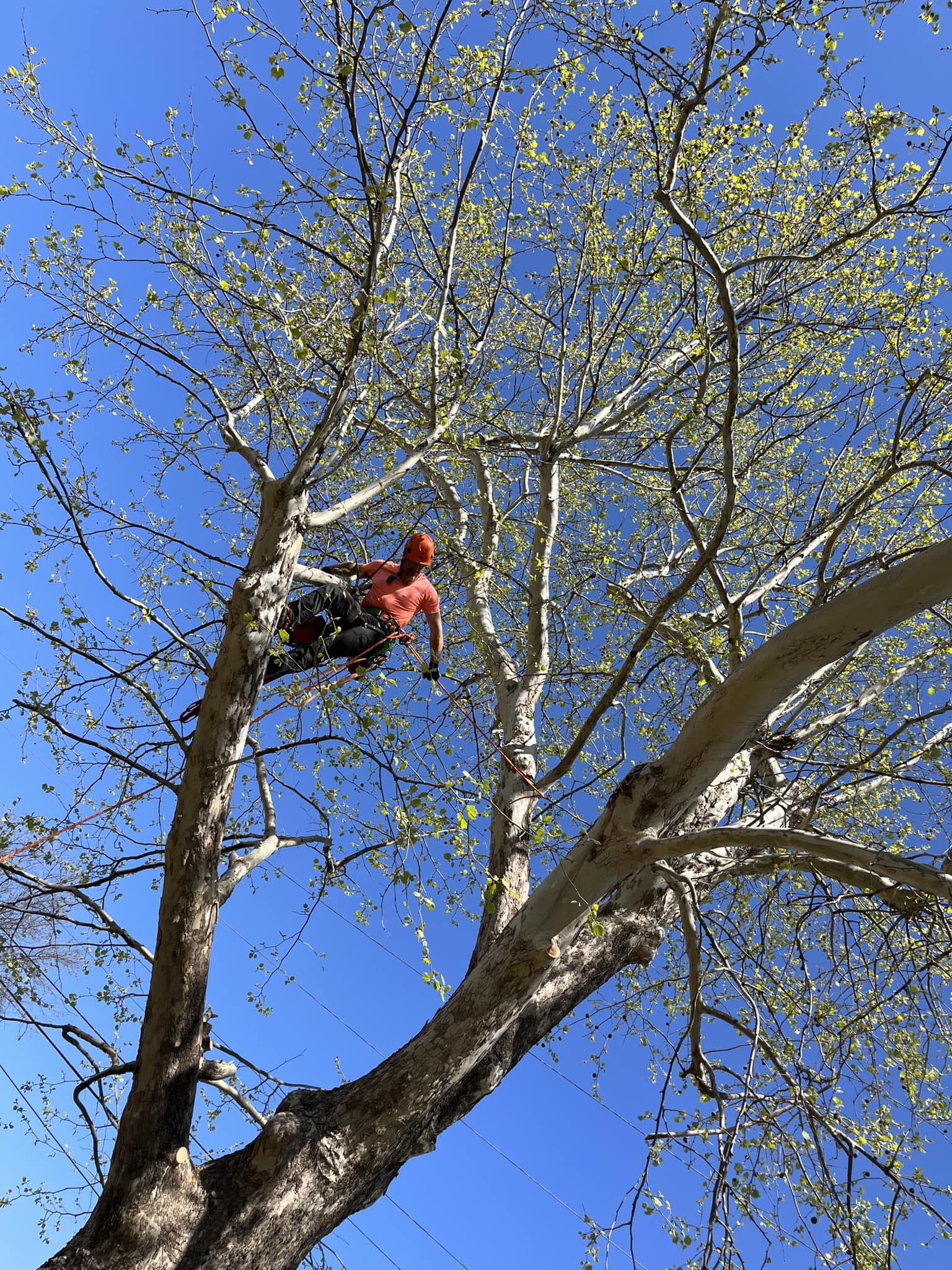 918 Arborist Tulsa Tree Care