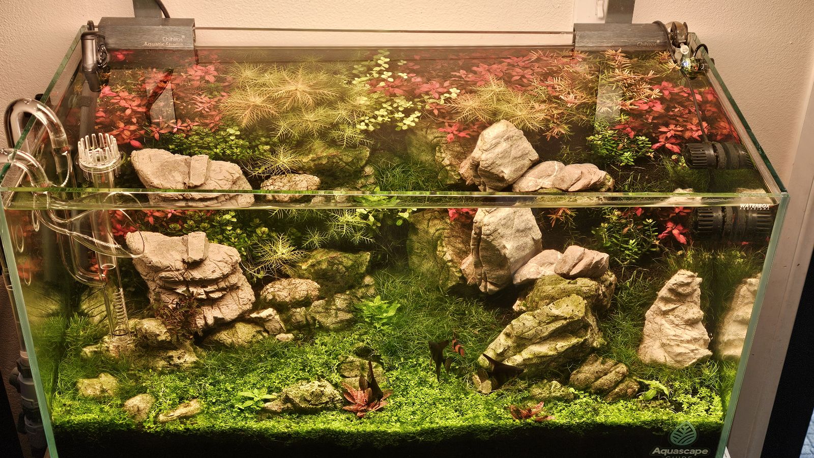 Moss wall terrarium🌿 #terrascape #terrarium | The Urban Nemophilist