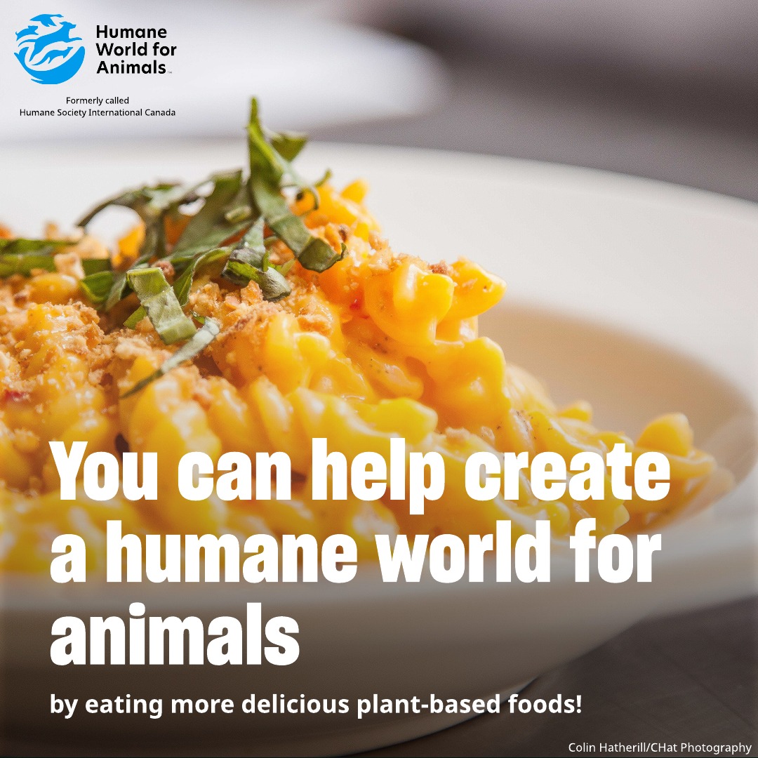 Humane World for Animals Canada - Have you seen our new name? 💚🌍 One ...