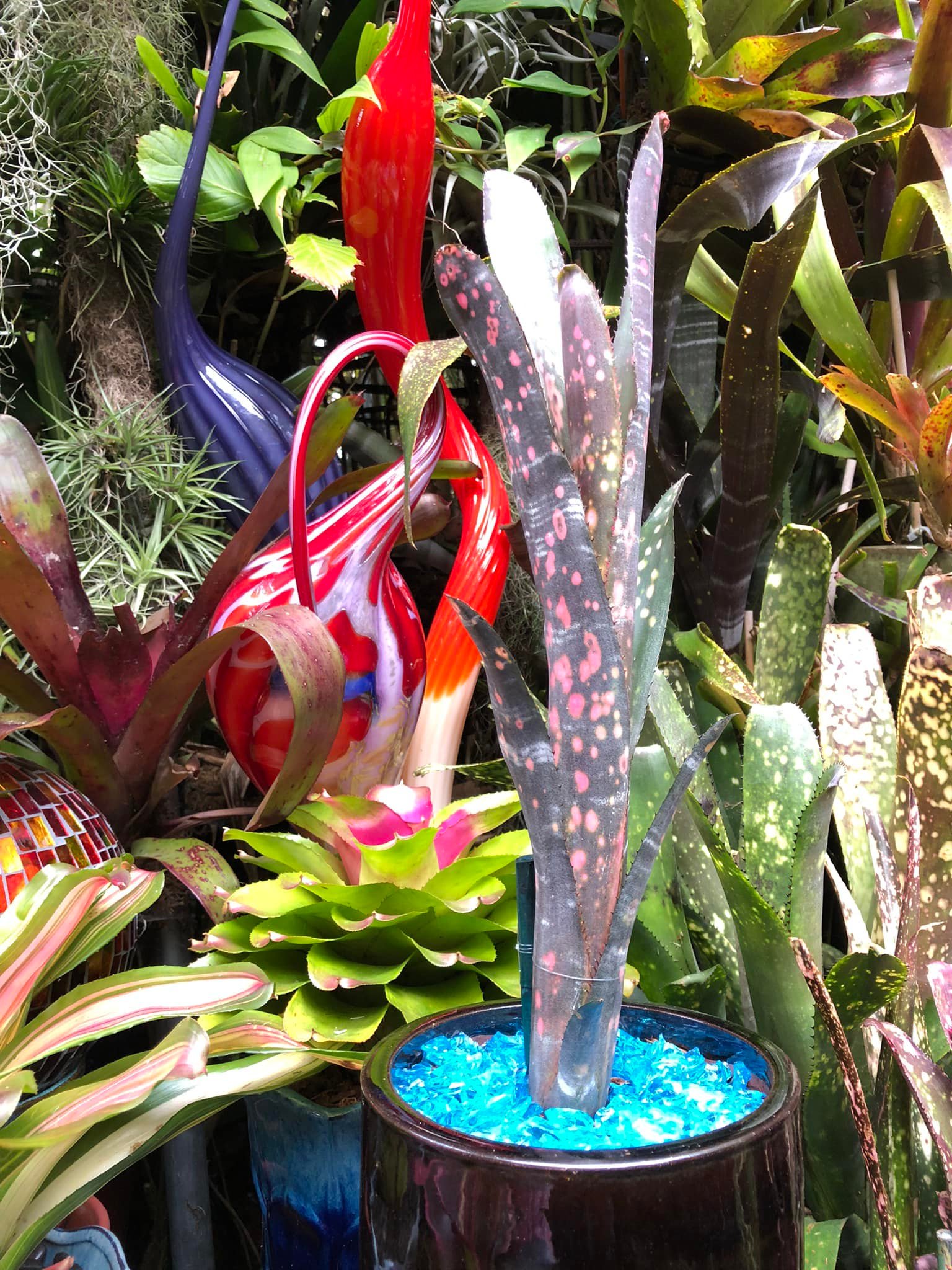 Billbergia 'Incendiary Delight' bromeliad plant
