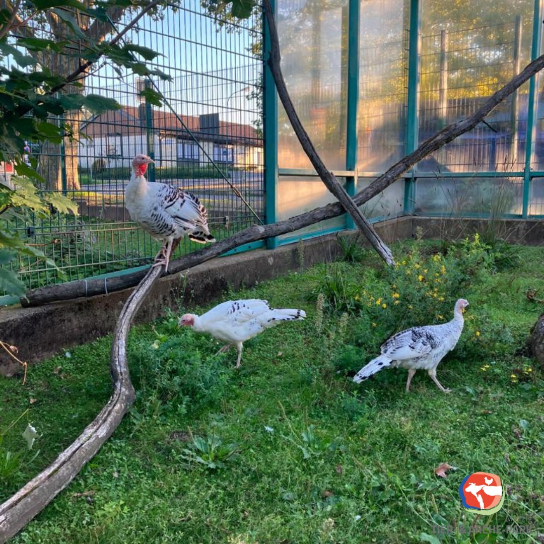 IFG Tierpark Merzig e.V.