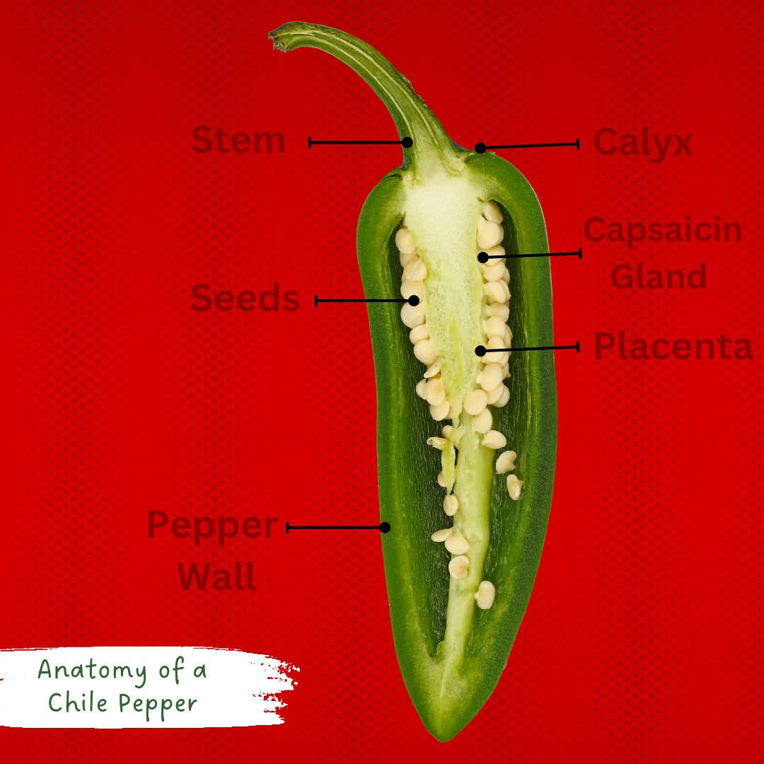 Take a closer look at the anatomy of... - Bailey Farms, Inc. | Facebook