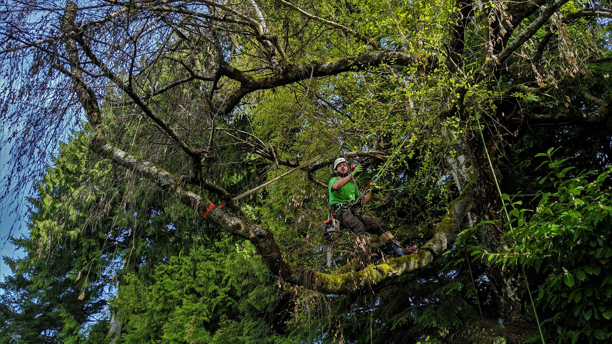 ArborGreen Tree Care Specialists