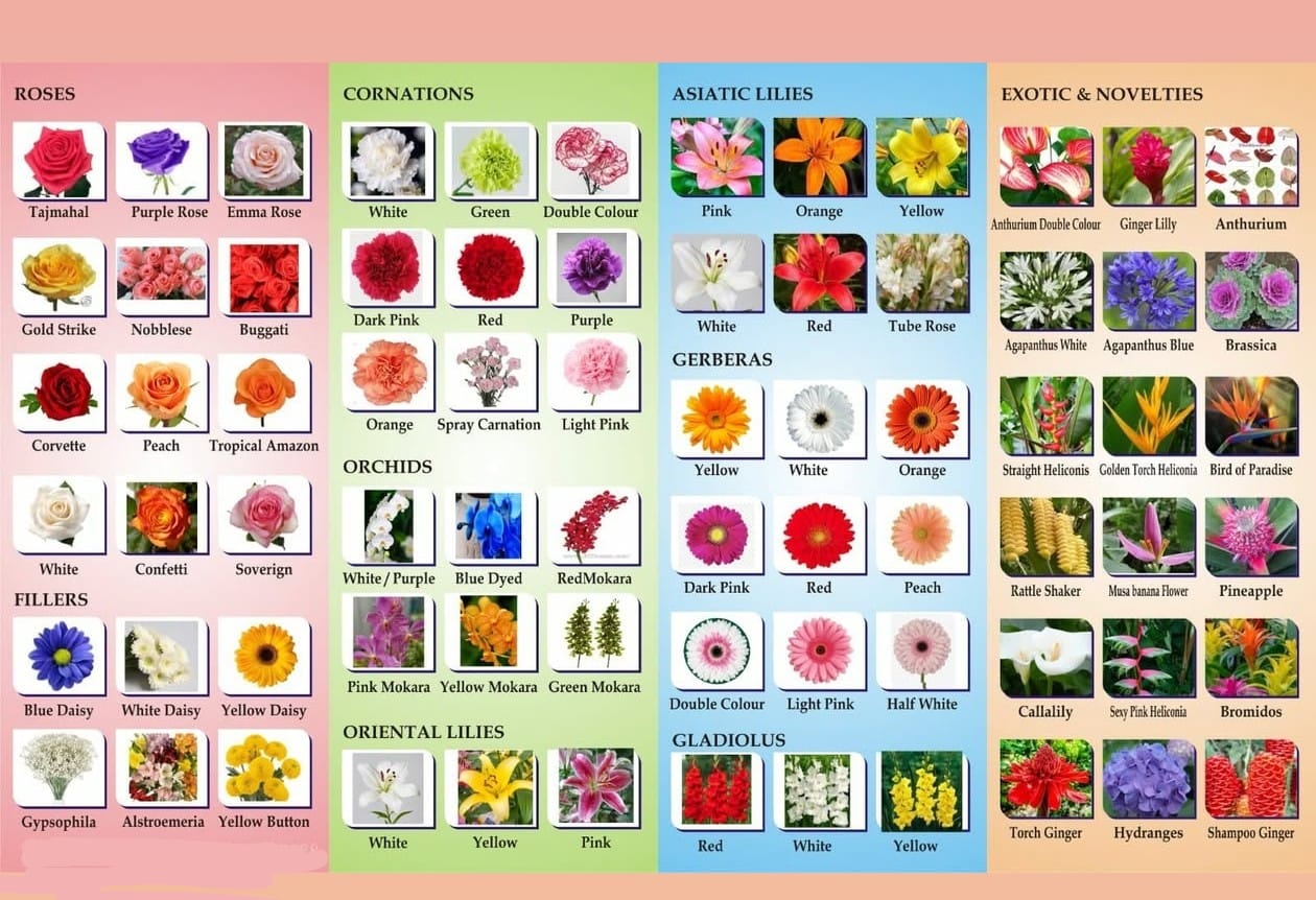 Naikba Flowers - Naikba Flowers added a new photo.
