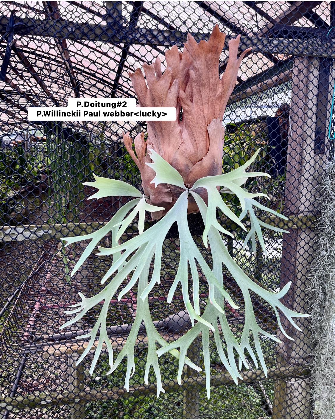 11 ウィリンキー ポールホワイト willinckii 'Paul White Platycerium Paul Whiter 保罗家族 (P.willinckii x P. paul webber)