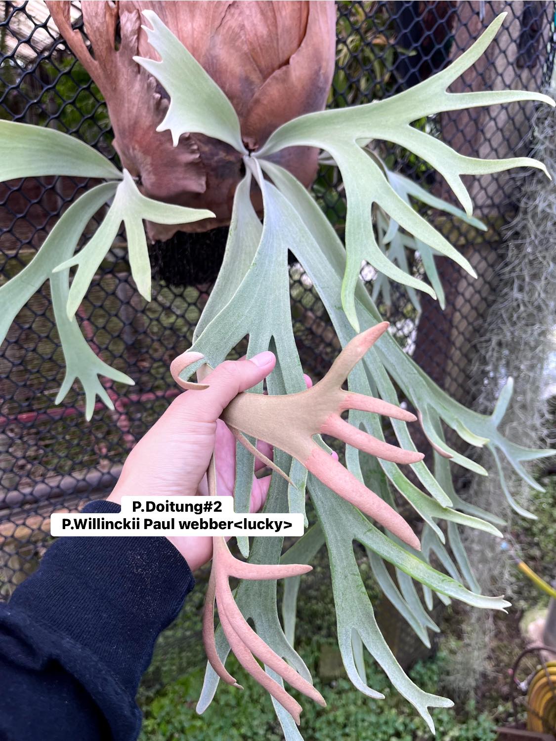 Platycerium Paul Whiter 保罗家族 (P.willinckii x P. paul webber)