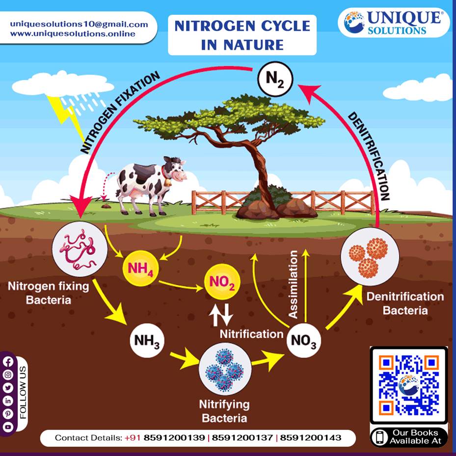 Did you know that the nitrogen cycle is... - Unique Solutions | Facebook