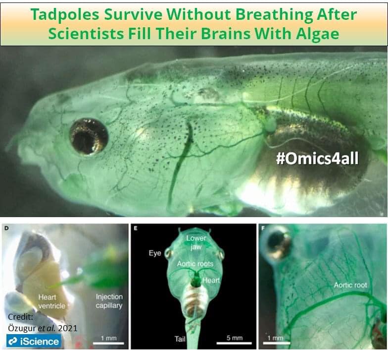 Genetics, - Injecting Algae Into Suffocated Tadpoles Brings Their Brain ...