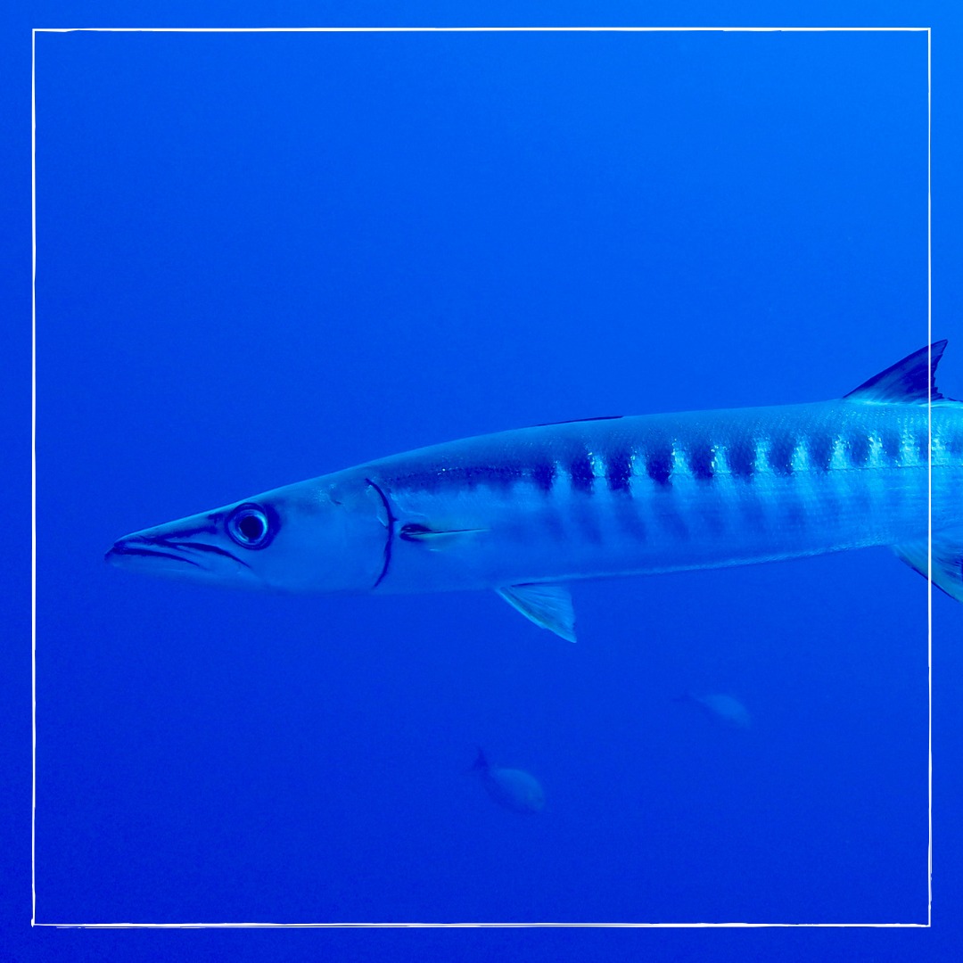 DeepZen Raiatea | Uturoa