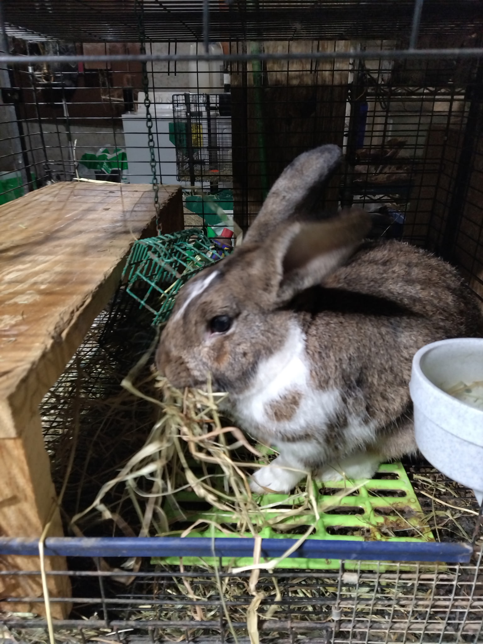 NH Meat Rabbits