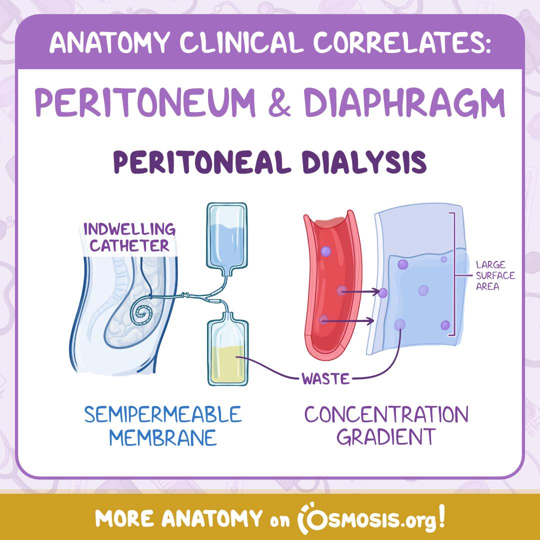 Osmosis - Today's #ClinicalCorrelates is all about the peritoneum! The ...