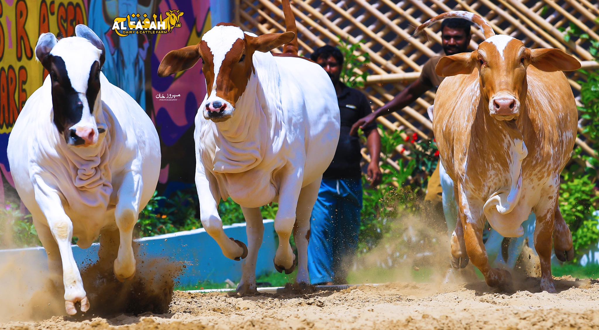 Al Fatah Cattle & Goat Farm | Karachi