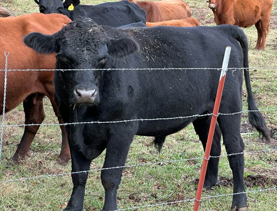 FOR SALE Full blood Angus bull 2 1/2... - Bp Pattern Lumber