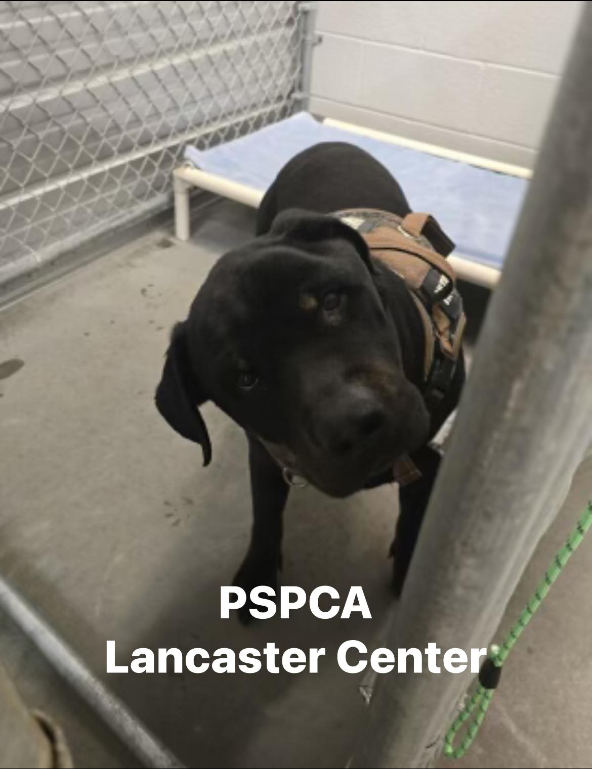 Pennsylvania - Do you recognize me? 👇 I am a male Rottweiler mix. I was ...