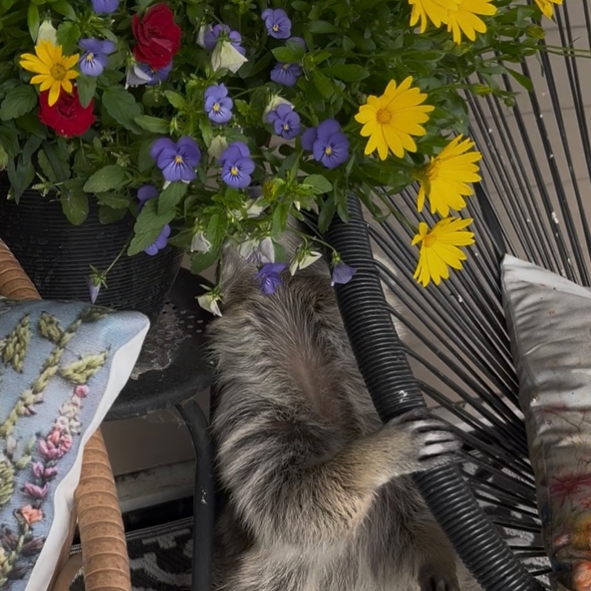 Diddles Raccoon - Diddles Raccoon added a new photo.