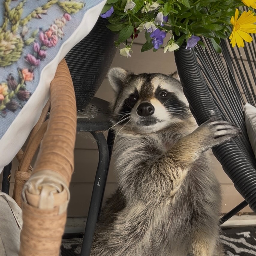 Diddles Raccoon - Diddles Raccoon added a new photo.