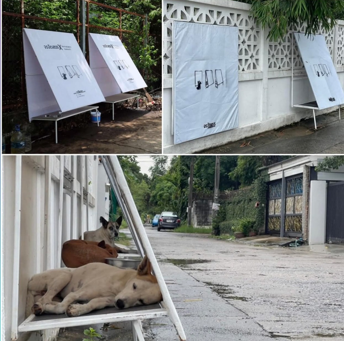The Secret - Stand for Strays Thailand has launched foldable shelters ...