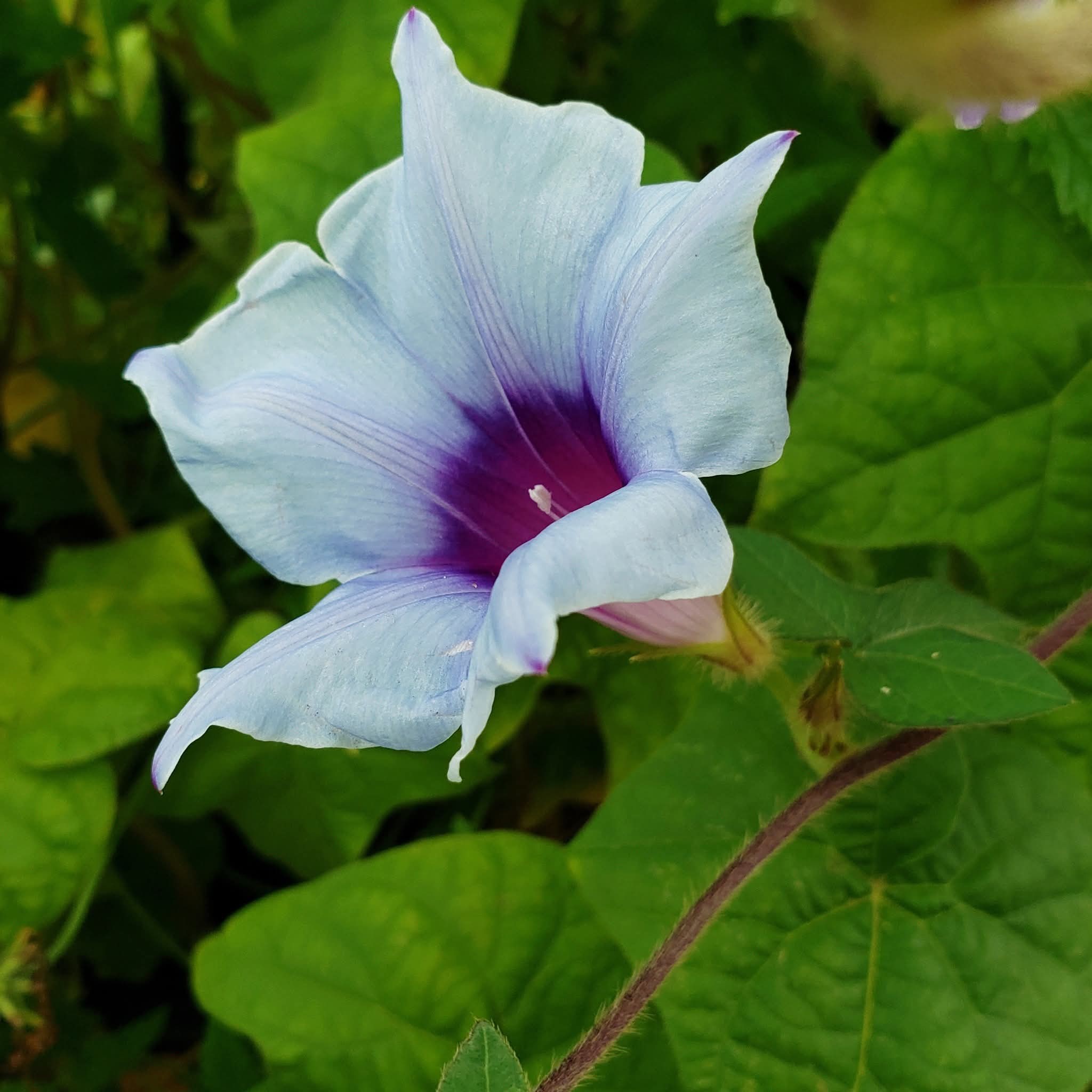 Kikyo Japanese morning glory plant description