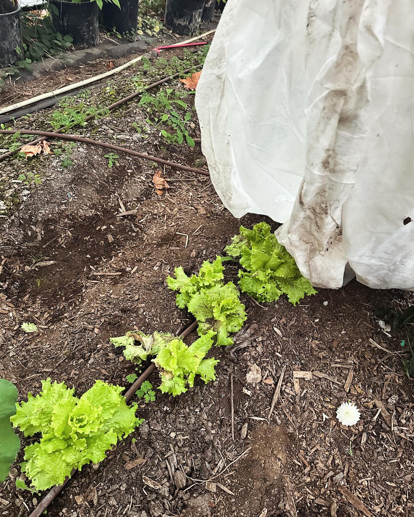 Local Roots Farm
