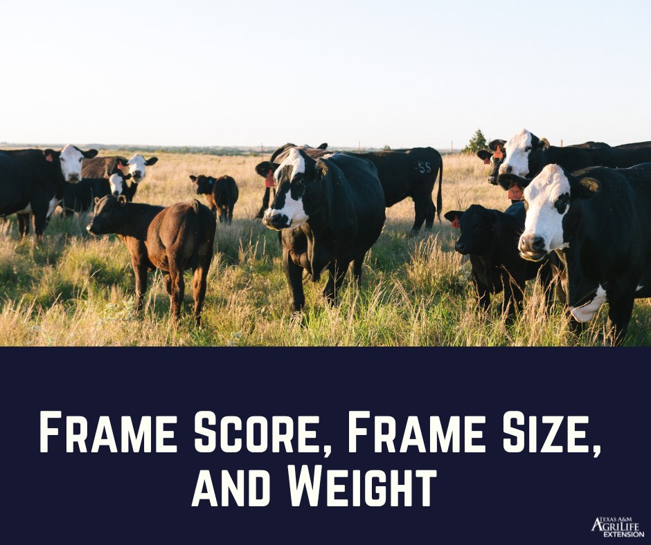 The farm - Why is Frame Score, Size, and Weight important?... | Facebook