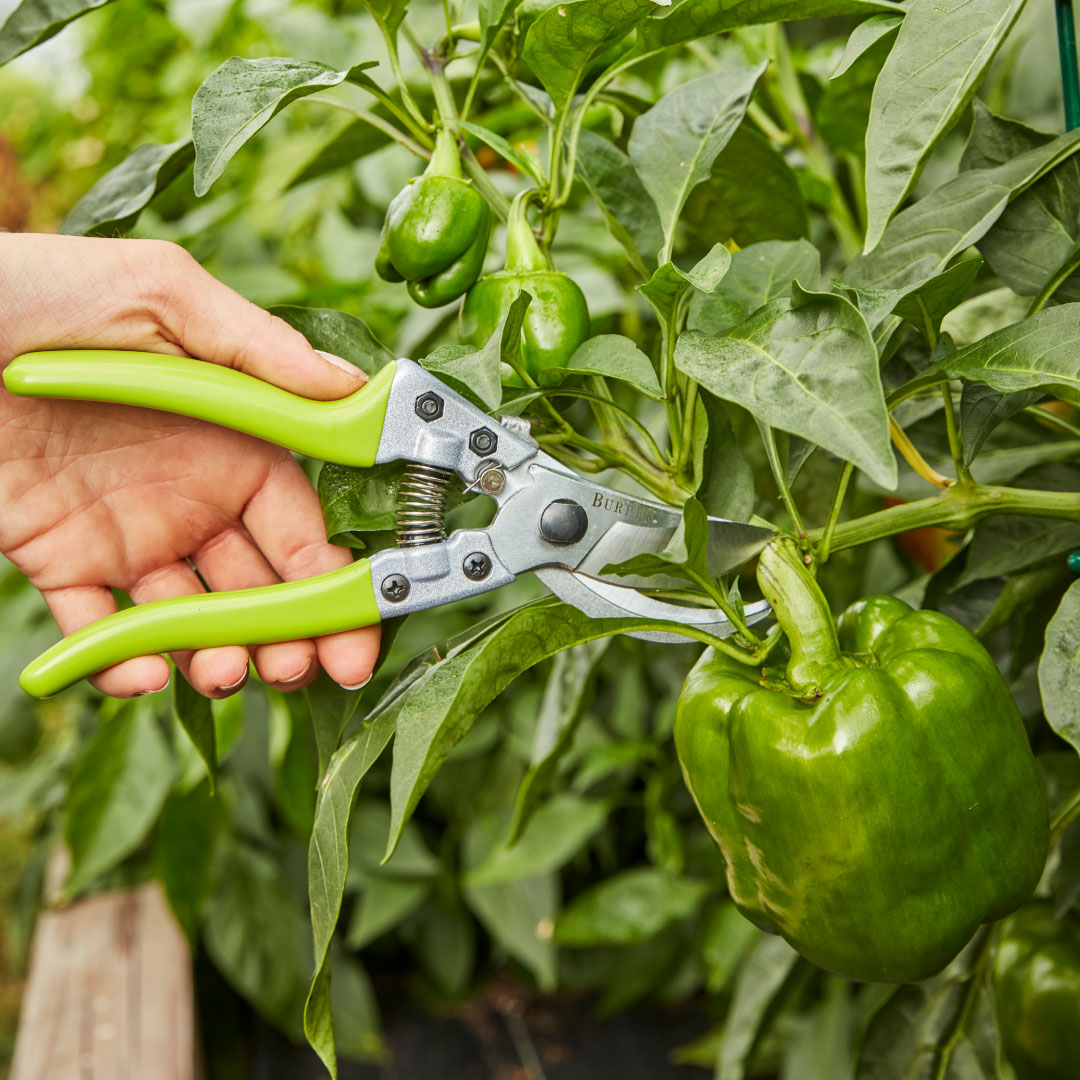 🧤 Essential Tools - The right tools... - Burpee Gardening | Facebook