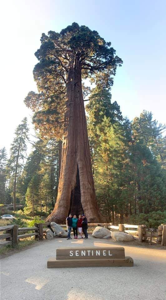 Archaeology & Civilizations | THE SENTINEL TREE | Facebook