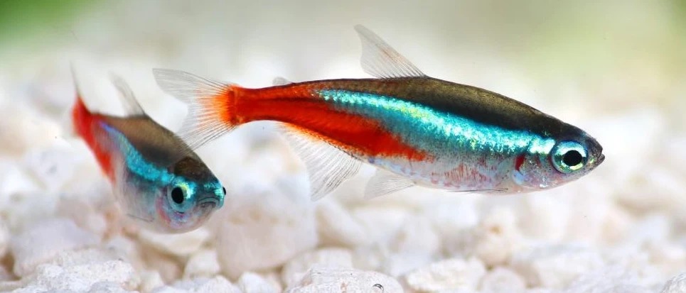 Fish - A new study shows these very polite fish form queues in ...
