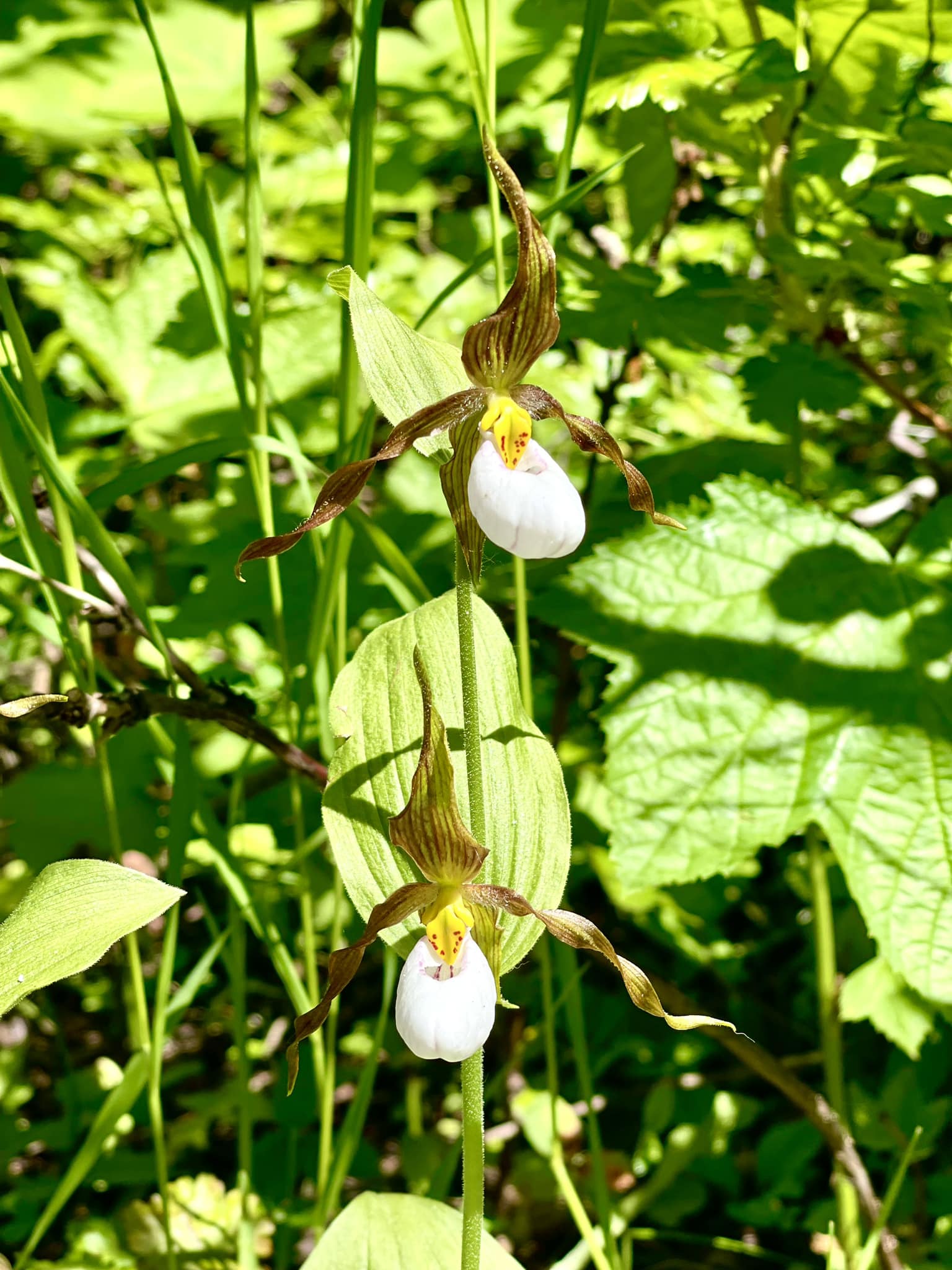 First Montana wildflower sighting of the year: yellow bells