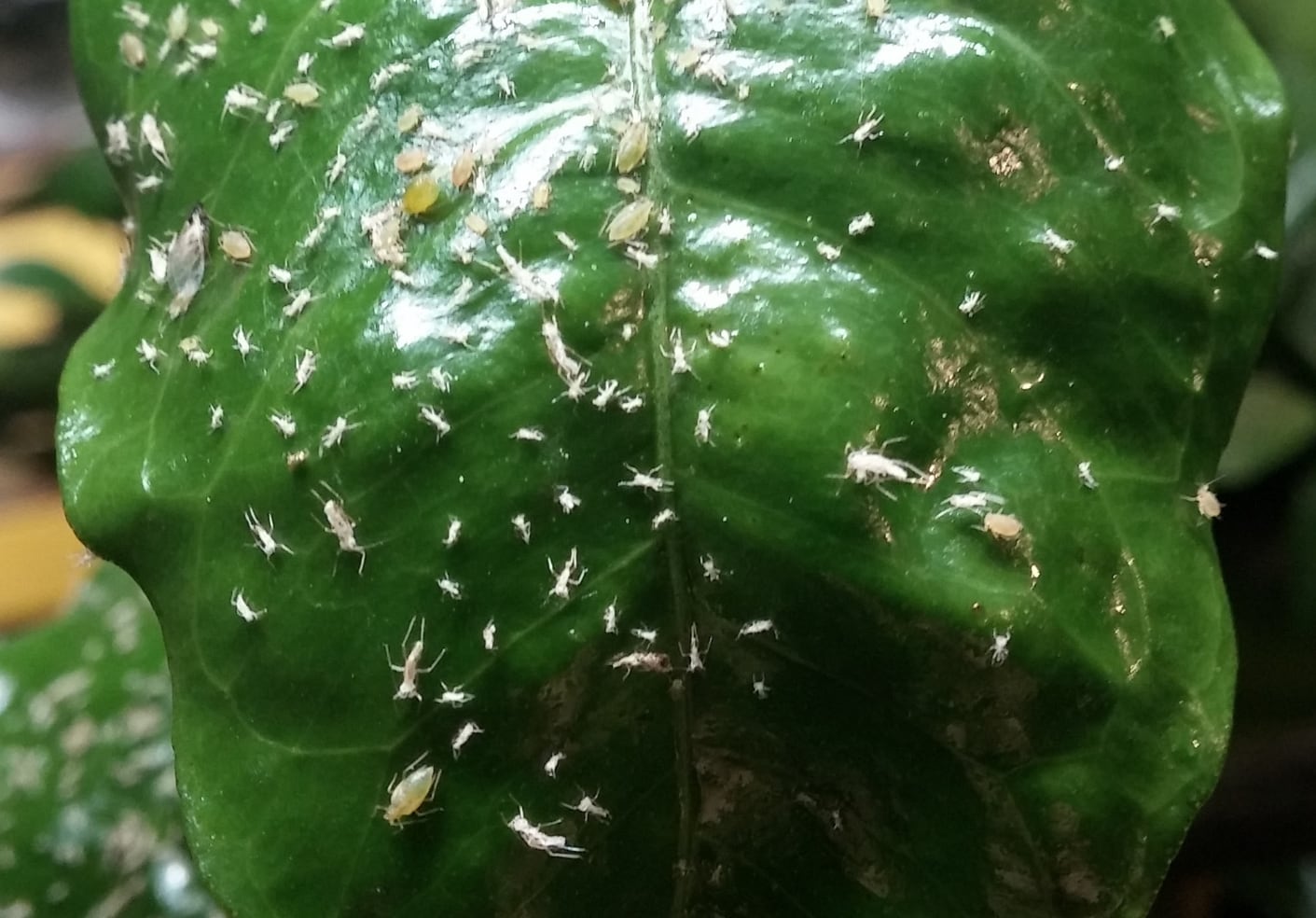 Triple Threat Pest Control - This is been happening more and more in ...