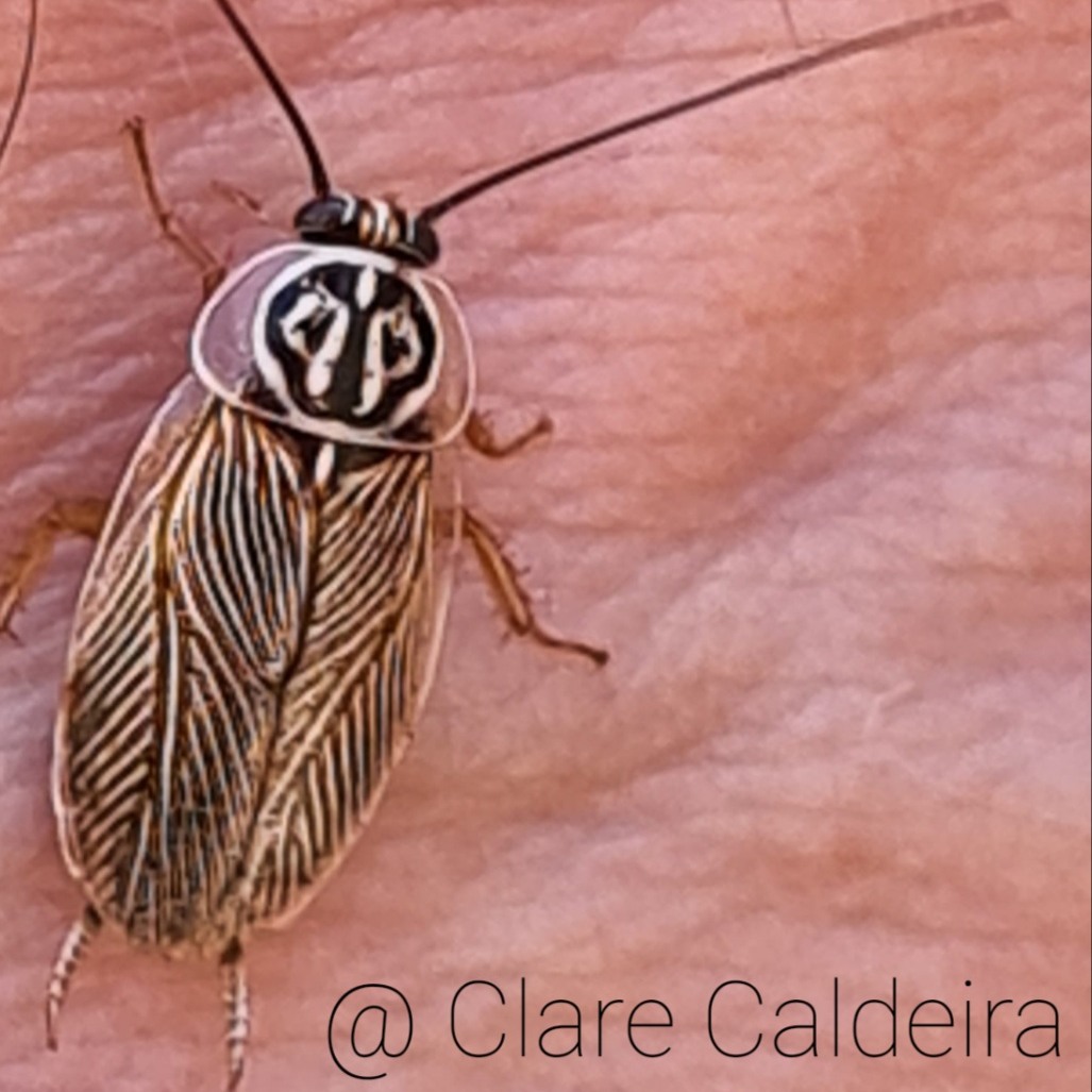 Species of the Week – Mitchell's Diurnal Cockroach (Polyzosteria