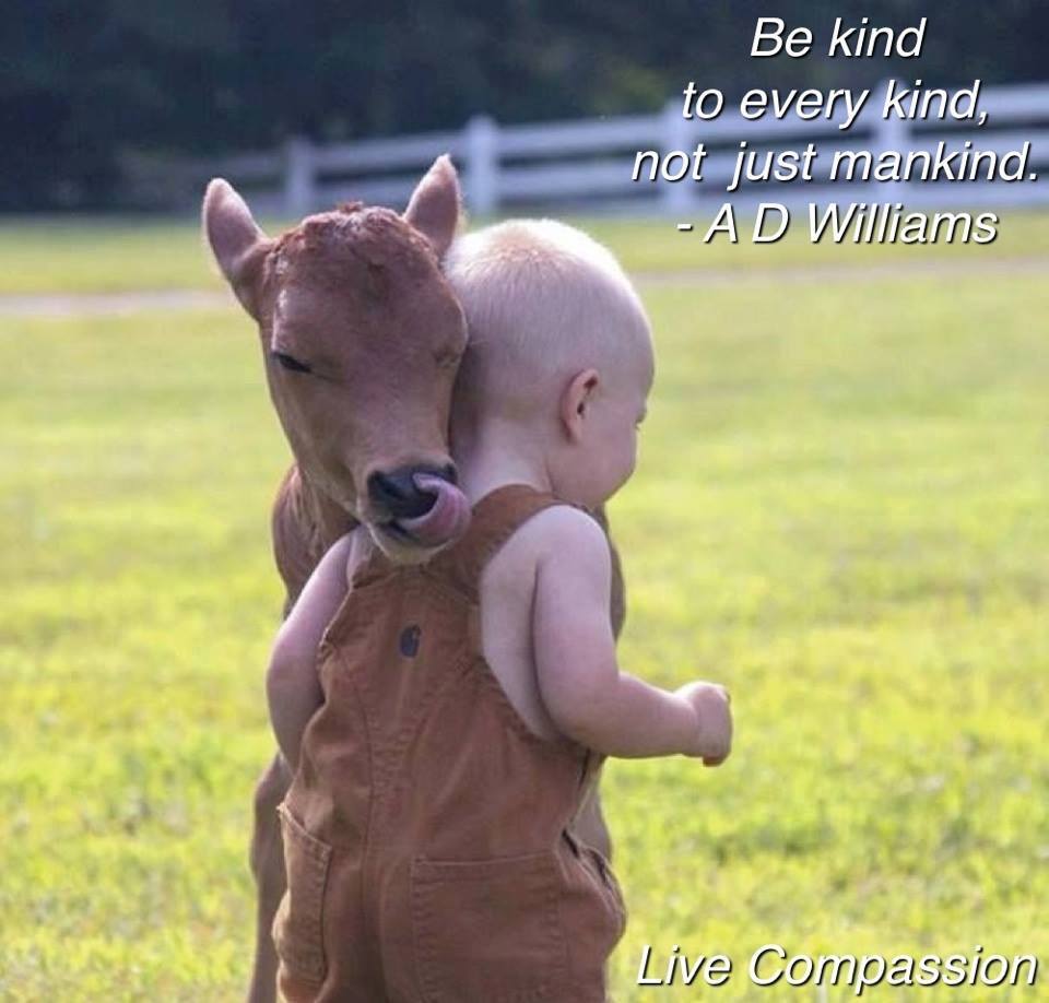 Live Compassion