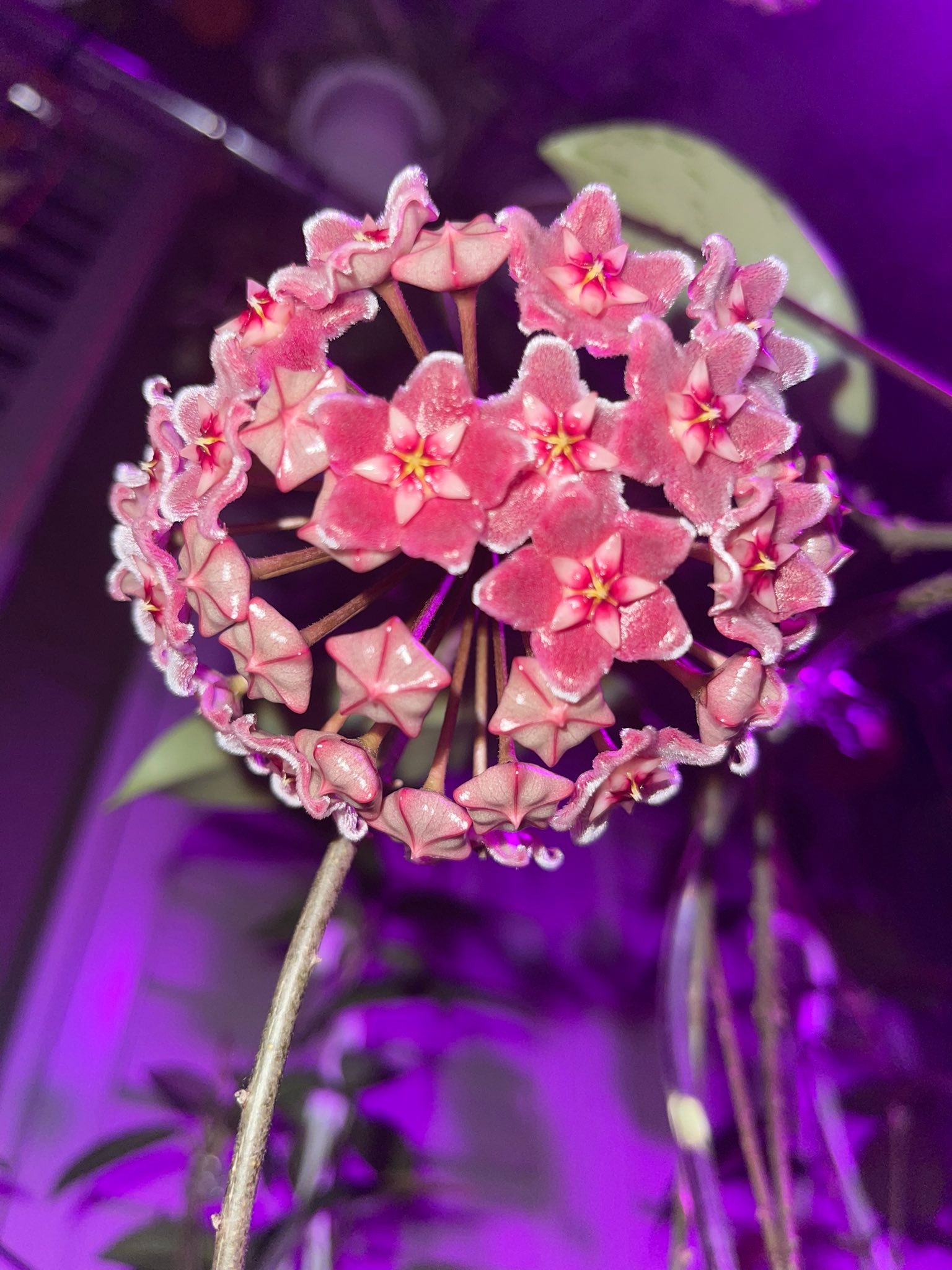 その他観葉植物 Hoya pubicalyx 'Pink Silver Ghost' 観葉植物 Hoya pubicalyx 'Pink Silver Ghost'
