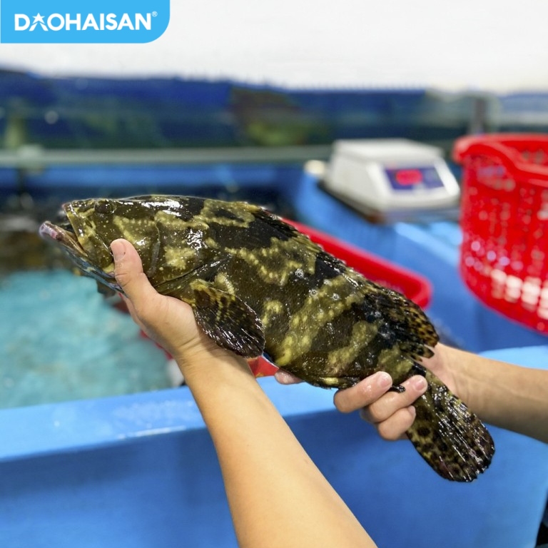 ĐẢO HẢI SẢN - CÁ TƯƠI RÓI - ĐẦY DINH DƯỠNG Bữa ăn thêm...