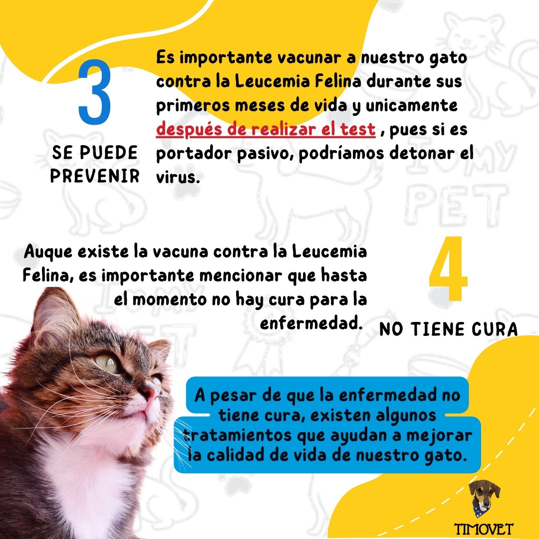 😺 La Leucemia Felina (VLFe ),... - Centro Veterinario TimoVet