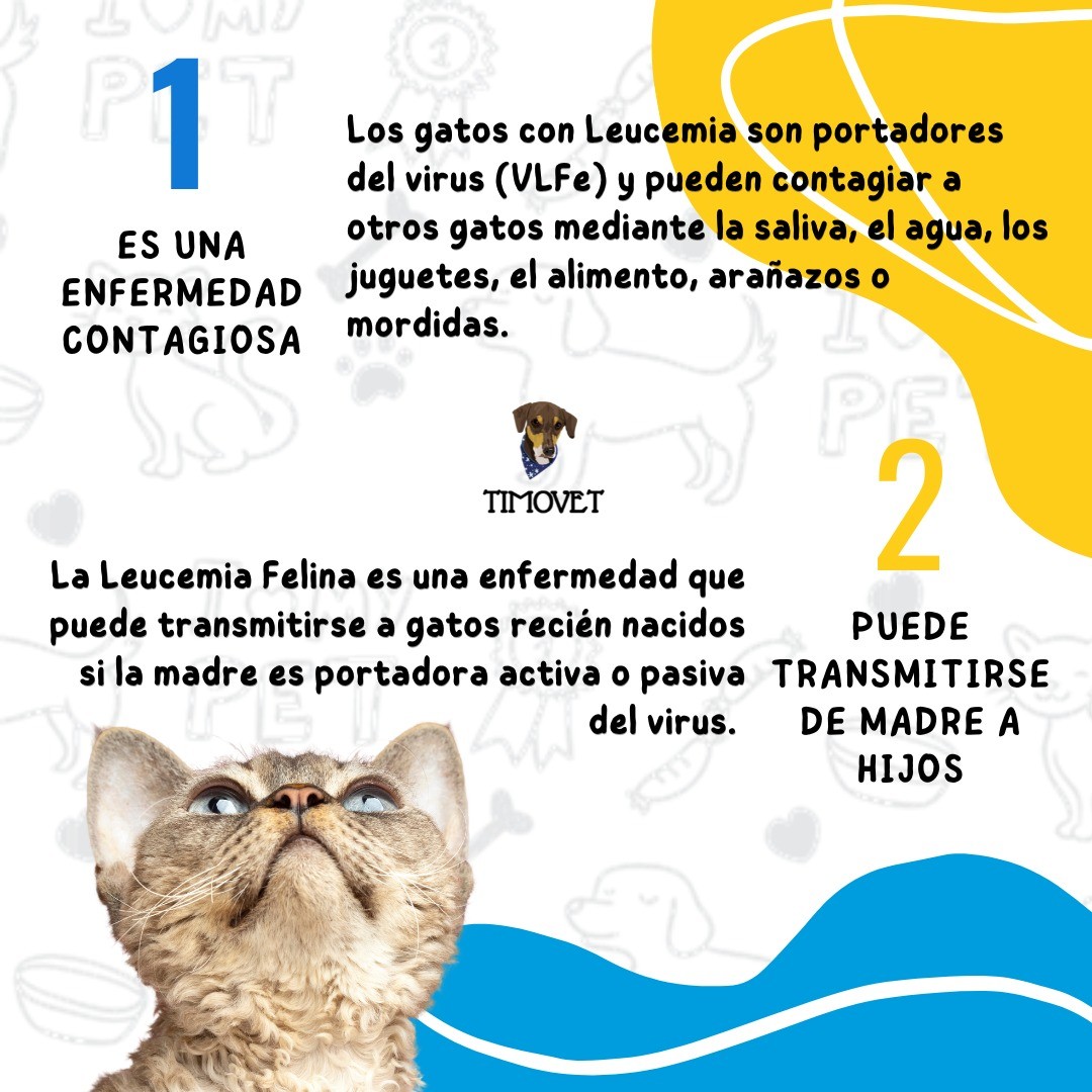 😺 La Leucemia Felina (VLFe ),... - Centro Veterinario TimoVet